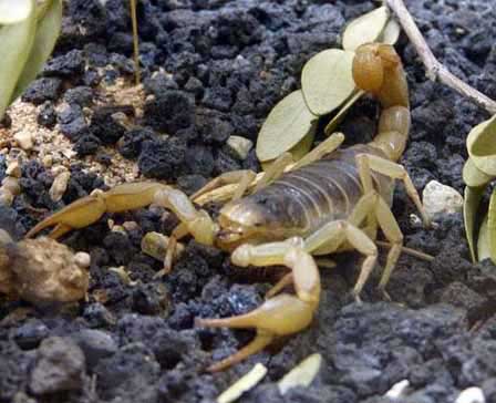 Arizona Bark Scorpion