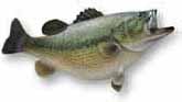 Largemouth Bass