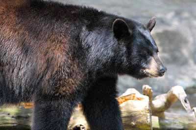 Photo of Black Bear