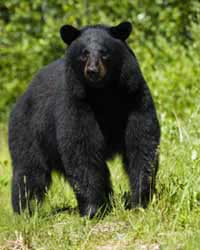 Arizona Black Bear