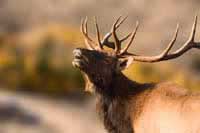 Bull Elk