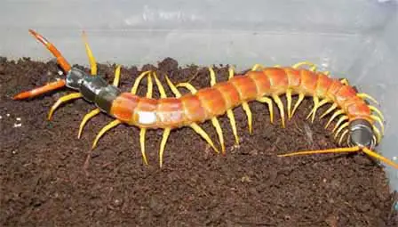 Picture of Arizona Centipede