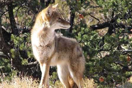 Picture of Coyote