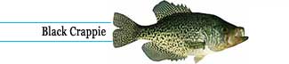 Black Crappie