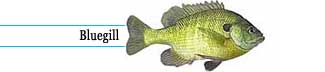 Bluegill