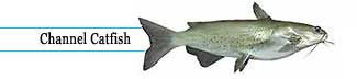 Channel Catfish