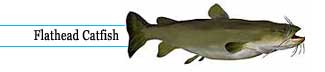 Flathead catfish