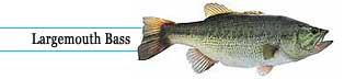 Largemouth Bass