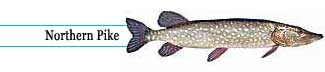 Northern pike