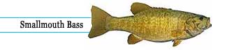 Smallmouth bass