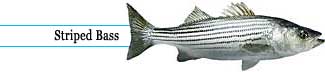Striped bass