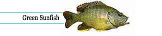 Green sunfish