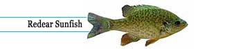 Redear sunfish