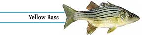 Yellow bass