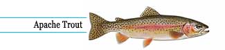 Apache trout