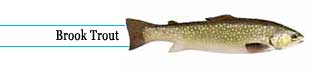 Brook trout
