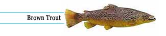 Brown trout