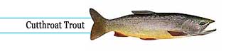 Cutthroat trout