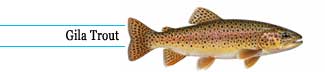 Gila trout
