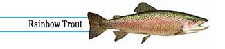 Rainbow Trout