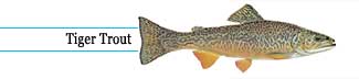 Tiger trout