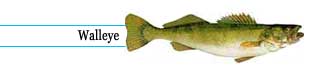 Walleye