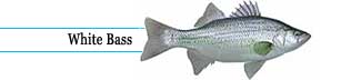White bass identification showing silver body and horizontal stripes