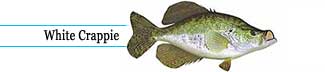 White crappie