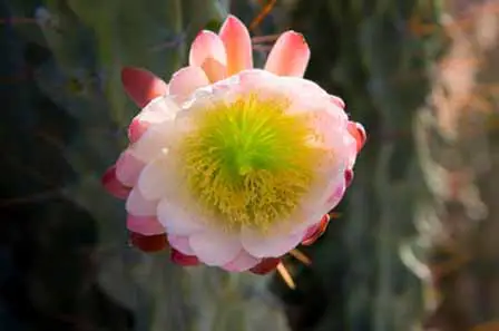 Organ Pipe Cactus Flower
