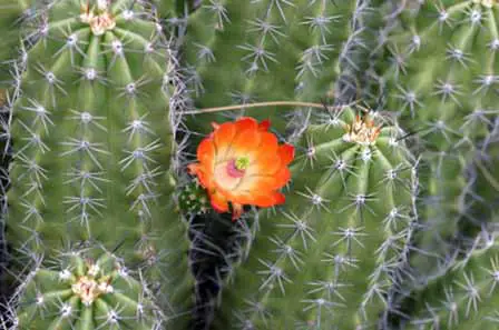 Cactus Bloom 5