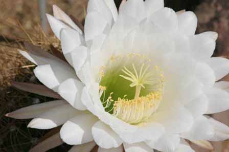 Cactus Bloom 8