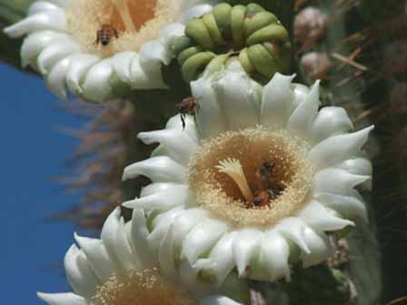 Saguaro Cactus Flower