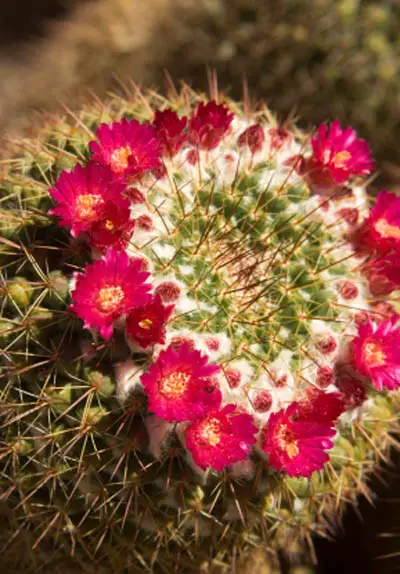 Barrel Cactus Flower