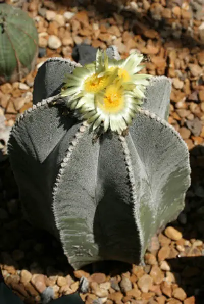 Arizona Cactus Flowers | Pictures, Images, Photo Galleries