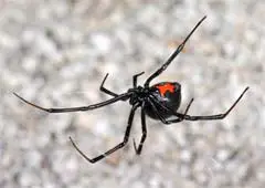 Picture of Arizona Black Widow Spider