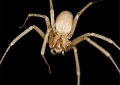 Picture of Desert Brown Recluse Spider