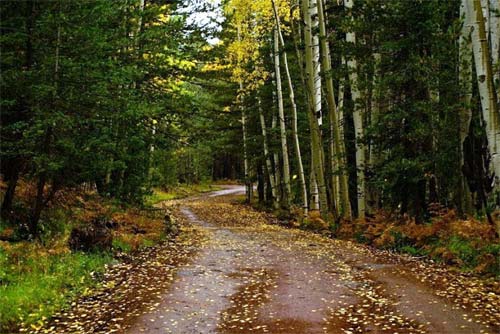 Humphreys Peak Trail - Lower Level of Trail 