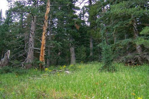 Humphreys Peak Trail - View of Forest