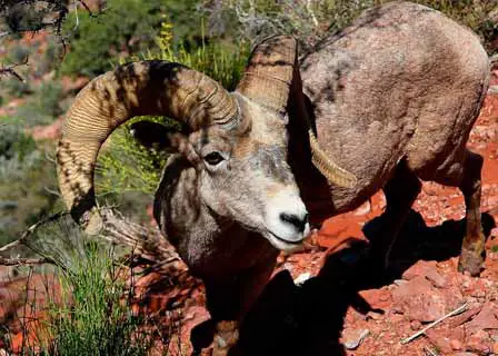 Bighorn Ram