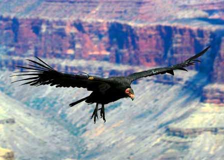 California Condor Grand Canyon