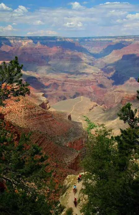 Mules on the Bright Angel Trail