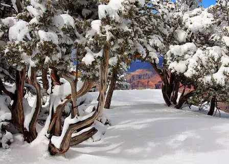 Junipers heavy with Snow