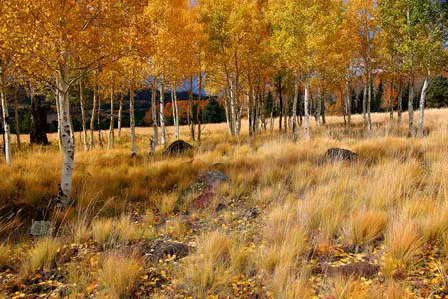 Snowbowl Aspens