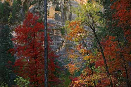 Fall comes to Oak Creek Canyon