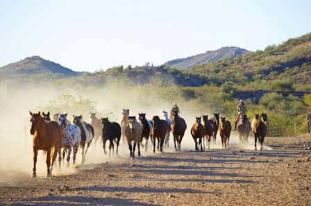 Rancho De Los Caballeros Pictures 4