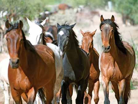 Rancho De Los Caballeros Pictures 8