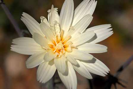 Desert Chicory Superstition Mountain