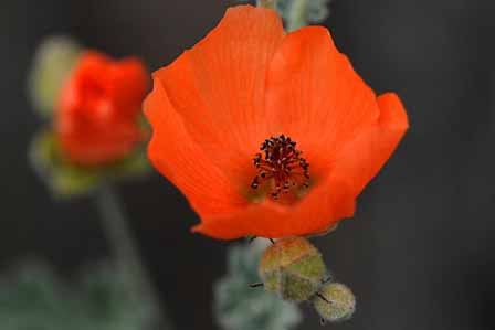 Orange Desert Globemallow Saguaro National Park