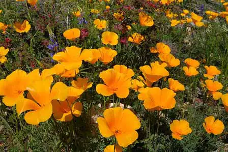 Gold Poppy Superstition Mountain