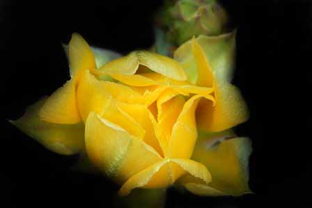 Prickley Pear Yellow Havasupai Reservation